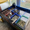 별빛포차 | 영종도 을왕리 조개구이 맛집 별빛조개포차 다녀온 후기