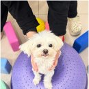 부산애견호텔 강아지 유치원 맘바이 서면본점 이미지