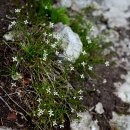 Moehringia muscosa 이미지