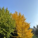 (주)레드닷게임즈 | 서울 단풍명소 추천 서울숲 단풍 실시간 상황