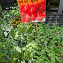 봄농약사 이미지