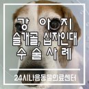 하일동물병원 네이버블로그