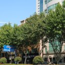 중앙로가로수 이미지