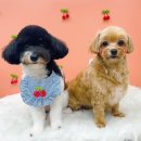 몽끄베르 이미지