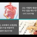 코의 한의학, 이상곤, 역류성식도염,호흡기, 인후두, 코곁굴염, 만성비염, 식도, 헤르니아, 협착부, 식도, 소청룡탕, 오미자, 마황, 이미지