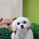 베베펫 천안 애견미용 이미지