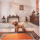 구리동물보호센터 | 구리 유기동물보호센터 말티푸 입양 전 필독 내 아이에게 딱 맞는 행복 찾기