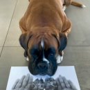 강아지 사랑 이미지