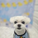 희망 애견 미용실 이미지