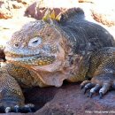 이구아나 이미지