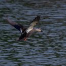 정발우체국 | [공지] 최고의 가성비 망원 렌즈 탐론 70-300 사용후기.