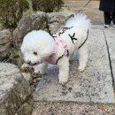 9DOG | [강아지랑 후쿠오카 후기 ] 후쿠오카 마리오렌터카 / 다자이후 / 다자이후 애견동반식당 cafe with dog ena