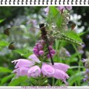 야생초농원 이미지