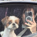 <b>나의</b><b>작은</b><b>강아지</b>와 애견카페 출둉