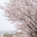 병산빛물꿈테마길 | 부산 기장 정관 벚꽃 개화시기 좌광천 벚꽃길