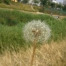 불광천변 이미지