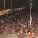 아산농장 이미지