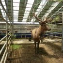 안터사슴농장 이미지