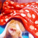 한라동물종합병원 이미지