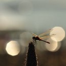 고추잠자리 이미지