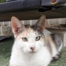 해피올동물병원 이미지