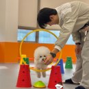 밤밤 애견유치원 이미지