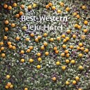 베스트웨스턴 제주호텔 이미지