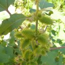 살구정이 이미지