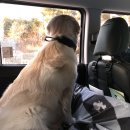 Paxi(팩시) | [반려견택시/애견동반택시] 크림과 나들이 반려견택시 팩시(paxi)로 편리하게