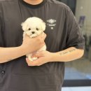 행복한 강아지 | 대구강아지분양후기 행복한 소식