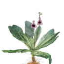 칠보농협 옹동제약 이미지