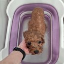 비주얼펫살롱 이미지