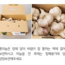 마늘 필요하신 분?? 이미지