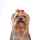 러블리펫 이미지