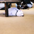 시바나라 | [후쿠오카유후인시바카페]동물좋아하는 아이와 함께 일본여행/유후인시바견카페방문후기!