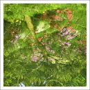 태학사의 연못(봄) 이미지