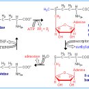 메티오닌(methionine) 이미지