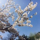 연백호