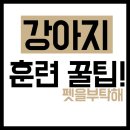 펫을 부탁해 이미지