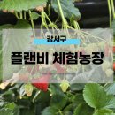 강서부산농장 | 부산 강서구 딸기체험 플랜비 체험농장 내돈내산 후기