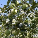 풍운농원 이미지