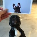 독앤걸즈 이미지