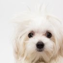 연성 동물병원 이미지