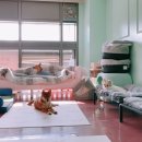 놀아줄개 이미지