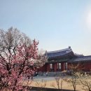 귀빈부분정비 | [리뷰] 2025 오얏꽃등 밝힌 창덕궁의 밤
