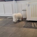 어몽독스 이미지