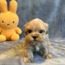 도그마루 강아지 고양이 분양 여주·원주점 이미지