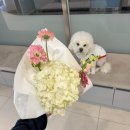 오류동물병원 | 강아지 고관절 대퇴 골두 제거 수술 (FHNO)후기 (병원|수술|실밥제거|입원) 남악바른동물의료센터 스케일링