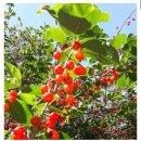 명지리앵두마을 이미지