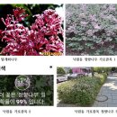 낙원동으로 정향나무 꽃 구경 가자. 지금이 한창이다. 이미지
